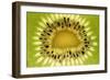 Kiwi (Actinidia chinensis) close-up of slice, showing seeds-David Burton-Framed Photographic Print