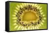 Kiwi (Actinidia chinensis) close-up of slice, showing seeds-David Burton-Framed Stretched Canvas