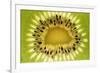 Kiwi (Actinidia chinensis) close-up of slice, showing seeds-David Burton-Framed Photographic Print