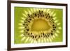 Kiwi (Actinidia chinensis) close-up of slice, showing seeds-David Burton-Framed Photographic Print