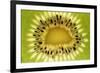 Kiwi (Actinidia chinensis) close-up of slice, showing seeds-David Burton-Framed Photographic Print