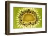 Kiwi (Actinidia chinensis) close-up of slice, showing seeds-David Burton-Framed Photographic Print