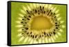 Kiwi (Actinidia chinensis) close-up of slice, showing seeds-David Burton-Framed Stretched Canvas