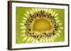 Kiwi (Actinidia chinensis) close-up of slice, showing seeds-David Burton-Framed Photographic Print