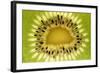 Kiwi (Actinidia chinensis) close-up of slice, showing seeds-David Burton-Framed Photographic Print