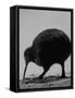 Kiwi Bird at San Diego Zoo-Loomis Dean-Framed Stretched Canvas