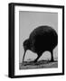 Kiwi Bird at San Diego Zoo-Loomis Dean-Framed Photographic Print