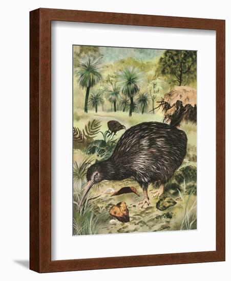 Kiwi Bird-English School-Framed Giclee Print