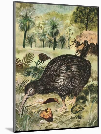 Kiwi Bird-English School-Mounted Giclee Print