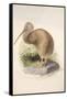 Kiwi, C.1850-Joseph Wolf-Framed Stretched Canvas