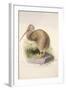 Kiwi, C.1850-Joseph Wolf-Framed Giclee Print