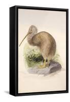 Kiwi, C.1850-Joseph Wolf-Framed Stretched Canvas