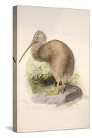 Kiwi, C.1850-Joseph Wolf-Stretched Canvas