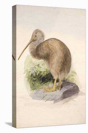 Kiwi, C.1850-Joseph Wolf-Stretched Canvas