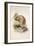 Kiwi, C.1850-Joseph Wolf-Framed Giclee Print