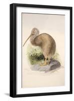 Kiwi, C.1850-Joseph Wolf-Framed Giclee Print