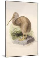 Kiwi, C.1850-Joseph Wolf-Mounted Giclee Print