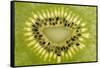 Kiwi Detail-Steve Gadomski-Framed Stretched Canvas