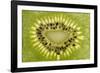 Kiwi Detail-Steve Gadomski-Framed Photographic Print