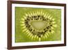 Kiwi Detail-Steve Gadomski-Framed Photographic Print