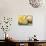 Kiwi Fruit and Bananas-Foodcollection-Stretched Canvas displayed on a wall
