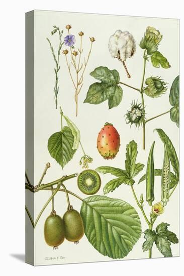 Kiwi Fruit and Other Plants-Elizabeth Rice-Stretched Canvas