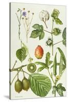 Kiwi Fruit and Other Plants-Elizabeth Rice-Stretched Canvas