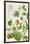 Kiwi Fruit and Other Plants-Elizabeth Rice-Framed Giclee Print