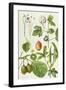 Kiwi Fruit and Other Plants-Elizabeth Rice-Framed Giclee Print