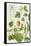 Kiwi Fruit and Other Plants-Elizabeth Rice-Framed Stretched Canvas