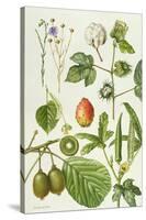 Kiwi Fruit and Other Plants-Elizabeth Rice-Stretched Canvas