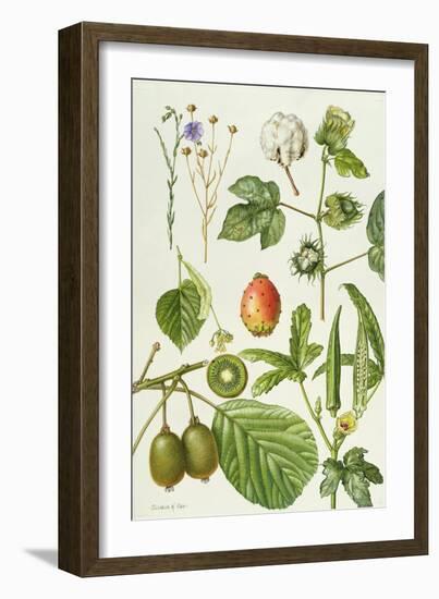 Kiwi Fruit and Other Plants-Elizabeth Rice-Framed Giclee Print