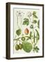 Kiwi Fruit and Other Plants-Elizabeth Rice-Framed Giclee Print