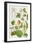 Kiwi Fruit and Other Plants-Elizabeth Rice-Framed Giclee Print