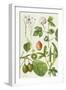 Kiwi Fruit and Other Plants-Elizabeth Rice-Framed Giclee Print