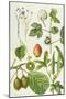 Kiwi Fruit and Other Plants-Elizabeth Rice-Mounted Giclee Print