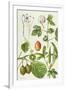 Kiwi Fruit and Other Plants-Elizabeth Rice-Framed Giclee Print