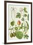 Kiwi Fruit and Other Plants-Elizabeth Rice-Framed Giclee Print