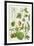 Kiwi Fruit and Other Plants-Elizabeth Rice-Framed Giclee Print