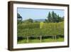 Kiwi Plantation Ripe Kiwis Hanging from the Branches-null-Framed Photographic Print
