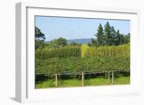 Kiwi Plantation Ripe Kiwis Hanging from the Branches-null-Framed Photographic Print