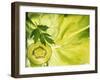 Kiwi Slice and Sprig of Parsley on a Lettuce Leaf-Peter Rees-Framed Photographic Print