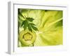 Kiwi Slice and Sprig of Parsley on a Lettuce Leaf-Peter Rees-Framed Photographic Print