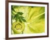 Kiwi Slice and Sprig of Parsley on a Lettuce Leaf-Peter Rees-Framed Photographic Print