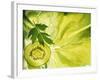 Kiwi Slice and Sprig of Parsley on a Lettuce Leaf-Peter Rees-Framed Photographic Print