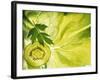 Kiwi Slice and Sprig of Parsley on a Lettuce Leaf-Peter Rees-Framed Photographic Print