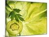 Kiwi Slice and Sprig of Parsley on a Lettuce Leaf-Peter Rees-Mounted Photographic Print