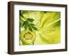 Kiwi Slice and Sprig of Parsley on a Lettuce Leaf-Peter Rees-Framed Photographic Print