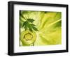 Kiwi Slice and Sprig of Parsley on a Lettuce Leaf-Peter Rees-Framed Photographic Print