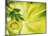 Kiwi Slice and Sprig of Parsley on a Lettuce Leaf-Peter Rees-Mounted Photographic Print